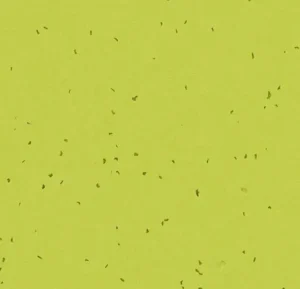 50214 lime