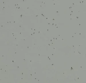 50216 pigeon