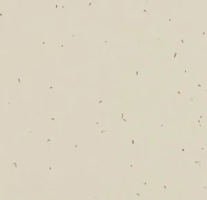 50221 linen