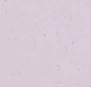 50234 lilac