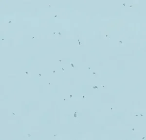 50239 ice