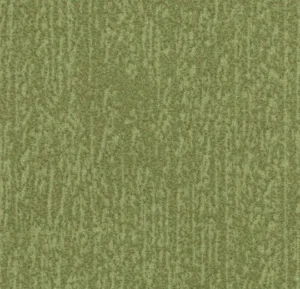 t545027 Canyon kelp
